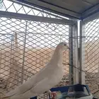 حمامه وليفه