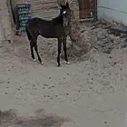 مهر من فواخر الشعبي