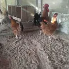 دجاج تركي فاخر