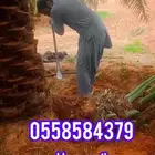 أنا شغل نخل اذا في انت اي شغل نخل كلم انا شكرا