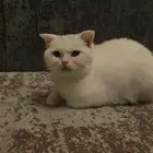 قط تبيني