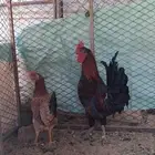 ديك وا دجاجتين