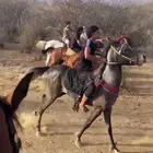 خيل شعبي العمر سنتين ونص أطول سبع بلكات الحد 3500