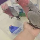 كوكاتو قالا اليف