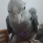 الكروان هذا متكلم عنده ثلاث لغات وي وي بابا جاء حبيبي كوكي