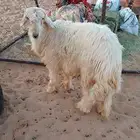 خروف نجدي عيسي ابيض للبيع عرض وجبر وفقره وزين الموقع تيماء