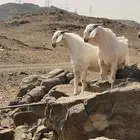 تيوس بيشيات للبيع