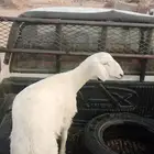 رخ للبيع شحن ذبيحه ثلاجه سمراء