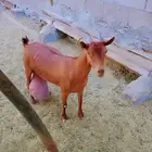 عنز جنوبيه