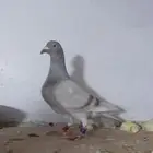 ذكر زاجل قطري
