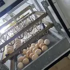 فقاسه ايطاليه