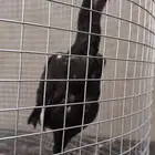 للبيع فرخ شامو ألماني كوبرا