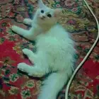 قطه شيرازيه صغيره