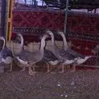 وز عراقي كوبرا