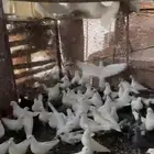 حمام فرنسي منتج