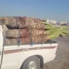 يوجد لدينا نخل عربي وشنطن