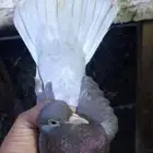 حمام قطيفي