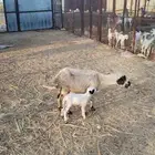 نعجة منتوج برخل