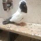 للبيع ذكر سوداني فاخر