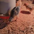 صوص بلدي الصحه ممتاز ماشاءالله