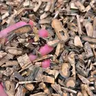 دقة عود طبيعي كينام قص صيني