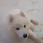 جرو هاسكي سامويد العمر 3 شهور بيوور