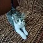 قطة سكوتش للتبني