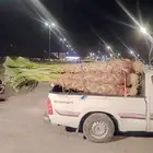 النخيل للبيع