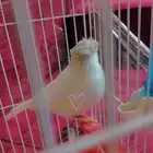 عصفور كناري سوري لون ابيض يغرد