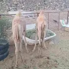 للبيع قعود وبكره