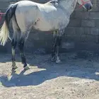 حصان واهو عربي اصيل