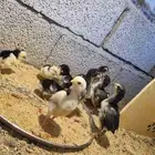 صيصان باكستانيه