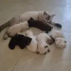 قطط صغيرة للبيع