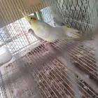 زوج كروان لاتينو عيون حمر منتج