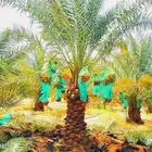 نخل مثمر للبيع نخل واشنطني زينه أمريكي نقايل صقعي برحي وغيره