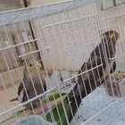 ذكر كروان منتج واليف