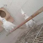 زوج كروان البينو عيون حمر بفروخه