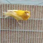 ذكور كناري للبيع