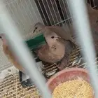 يوجد يمام بري علف للصقور