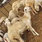 أعرض لكم كباش بلدي وبينها حري وجفره بيشي