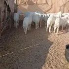 بيع بهم حري طيب سليم العدد 21