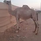 للبيع نياق لقحات