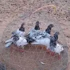 طبات تيدي مستويات فواخر ماشاءالله تبارك الرحمن