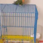 ببغاء روز
