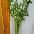 متوفر لدينا جميع مقاسات ساق البامبوا
