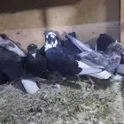 حمام قطيفي