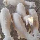 بهم حري مراح