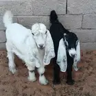 تيوس العدد 2