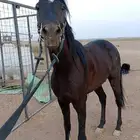 حصان شعبي