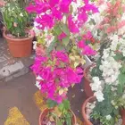 تنسيق الجهنميات جميع المقاسات متوفره